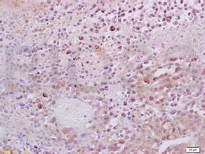 ca88手机客户端(安卓/苹果)CA88会员登录入口