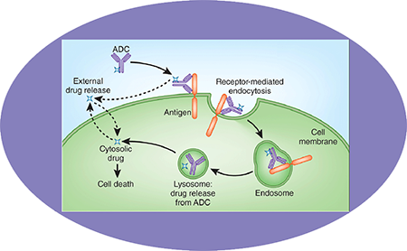CA88ADC临床前服务之ADC作用机制