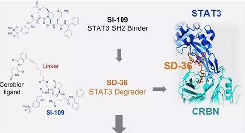 结构优化获得的SH2连系分子SI-109与CRBN连系，，，，，获得SD-36