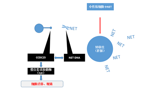 除了纯粹的捕获，，，，NET DNA与CCDC-25的连系还增强了癌细胞的侵袭行为，，，，增进了癌症的肝转移。。。。。