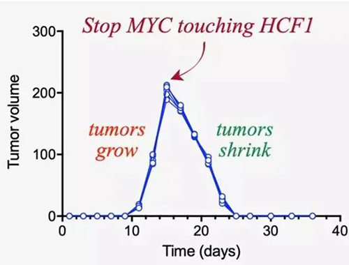 可以“融化”肿瘤的卵白质，，，，你一定没有听说过！
