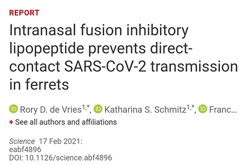 Science速递|鼻喷雾剂可阻止新冠肺炎撒播，，在雪貂实验中已初获效果