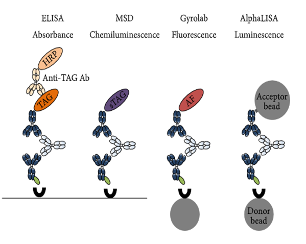 CA88免疫原性研究四大平台