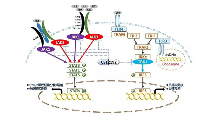 自身免疫疾病或迎新疗法！CA88助力微芯生物CS12192获批FDA