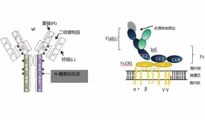 CA88助力 | 济民可信lgE抗体药物JYB1904获批临床