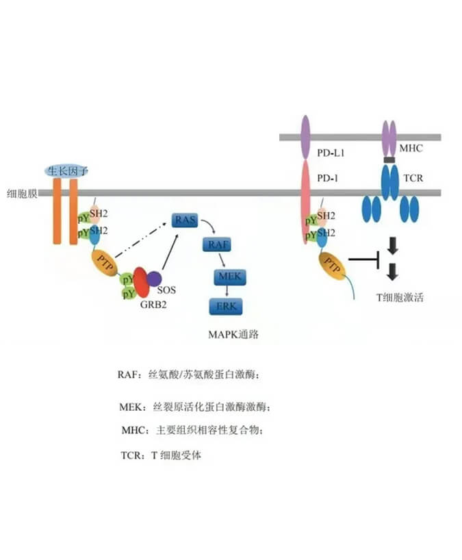CA88助力凌达生物SHP2变构抑制剂RG001片获批临床.jpg
