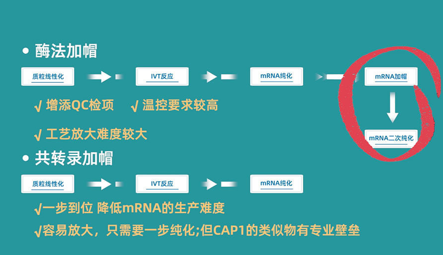 酶法加帽（两步法）和共转录加帽（一步法）的方式比照