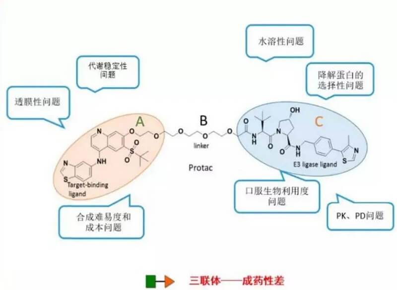 PROTAC分子量较大，，，消融性较差.jpg