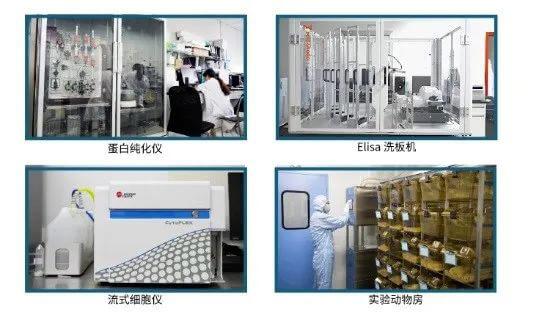 CA88抗体开发平台.jpg