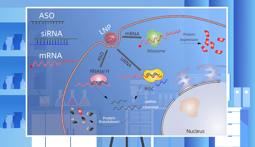 核酸药物的作用机制主要有哪些？？？