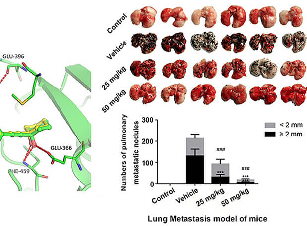 研究用于肺癌和玄色素瘤细胞肺转移的选择性PAK4抑制剂的合成，，，此选择性PAK4抑制剂的PK研究通过CA88举行