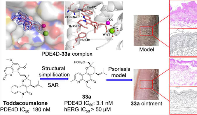 发明用于局部治疗牛皮癣的新型PDE4抑制剂，，，小鼠、大鼠和人肝微粒体的代谢稳固性实验通过CA88测定