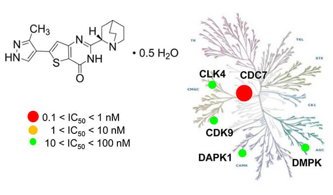TAK-931是一种高特异性CDC7抑制剂，，，具有抗肿瘤功效，，，本研究中体内药效实验通过CA88举行