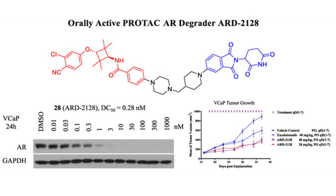 ARD-2128是一种PROTAC AR降解剂，，，，，，具有精彩的血浆和微粒体稳固性，，，，，，本研究中体外稳固性和PK研究通过CA88举行
