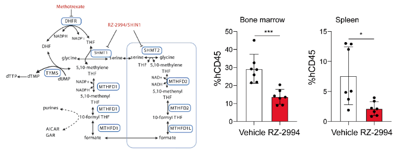 研究职员使用RZ-2994来表征抑制SHMT1/2在T细胞急性淋巴细胞白血病 (T-ALL) 中的作用，，，，，，RZ-2994通过CA88定制合成