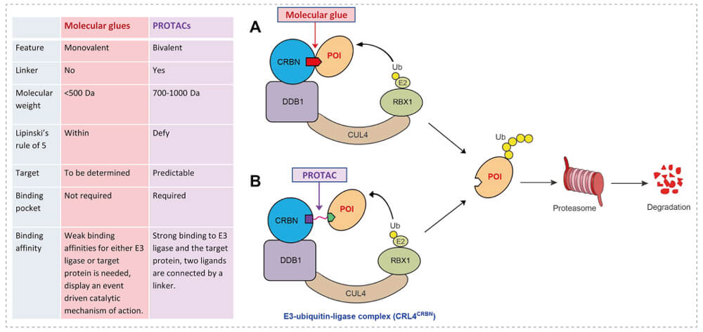 3-通过泛素-(Ub)-卵白酶系一切降解目的卵白-(POI)-示意图：分子胶(A)；；；；；PROTAC-(B).jpg