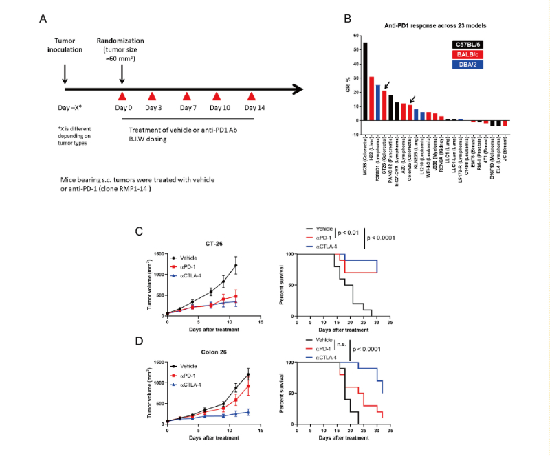 免疫检查点阻断疗法改变了癌症治疗的范式，，，此研究中通过CA88在23 个同源肿瘤模子中举行了抗PD-1抗体的体内研究