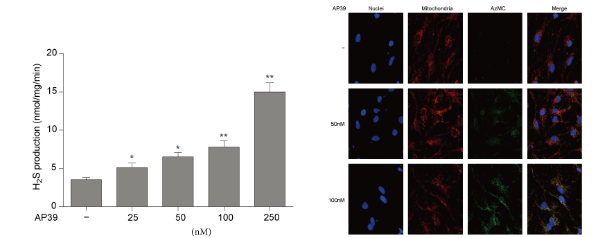 AP39是一种新合成的线粒体靶向的H2S供体，，，本研究中AP39通过CA88设计和合成
