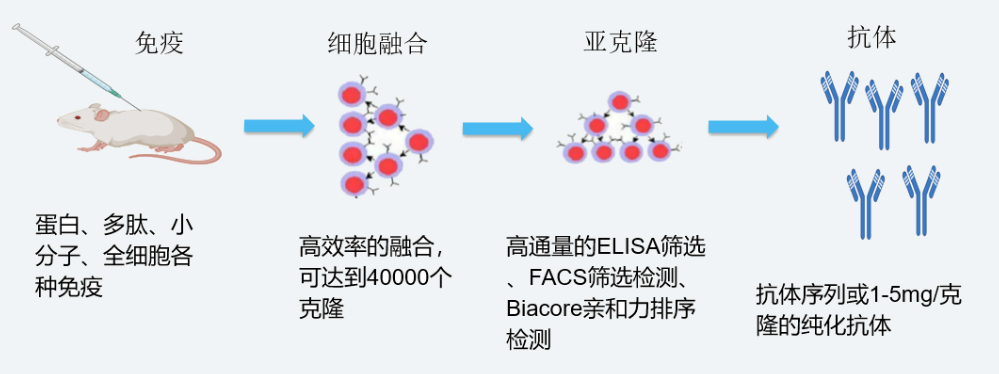 CA88杂交瘤手艺平台开发流程