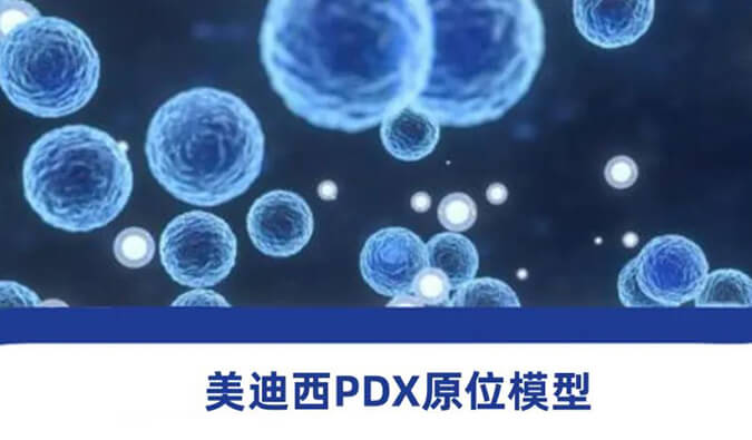 CA88PDX模子.jpg