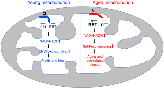 特异性RET抑制剂CPT可改善阿尔茨海默病，，，，本研究中CPT由CA88化学部分合成
