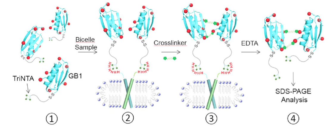跨膜结构域寡聚体的结构测定新要领，，，，其中TriNTA通过CA88合成